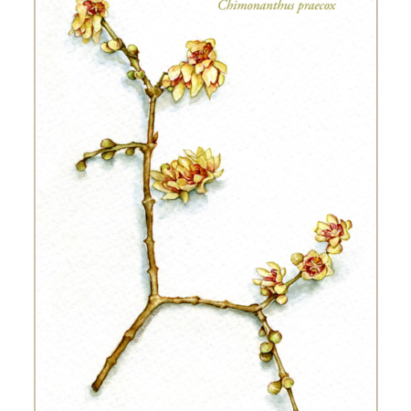 Wintersweet single card for print