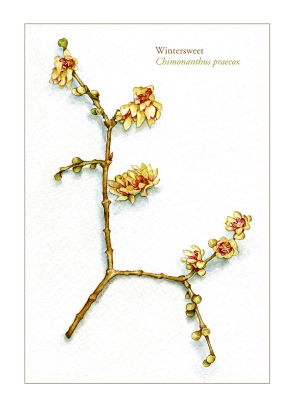 Wintersweet single card for print